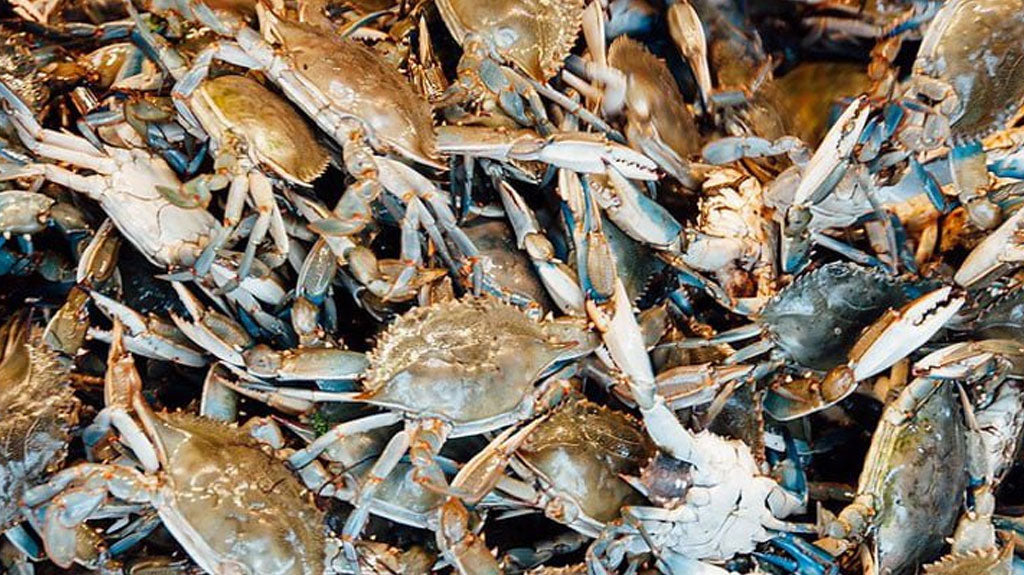 Guide to Soft Shell Crab Season on the Outer Banks OBX Stuff