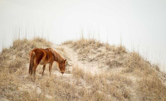 19 Wildly Amazing Facts About Corolla's Horses That'll Make You Want to Visit Now