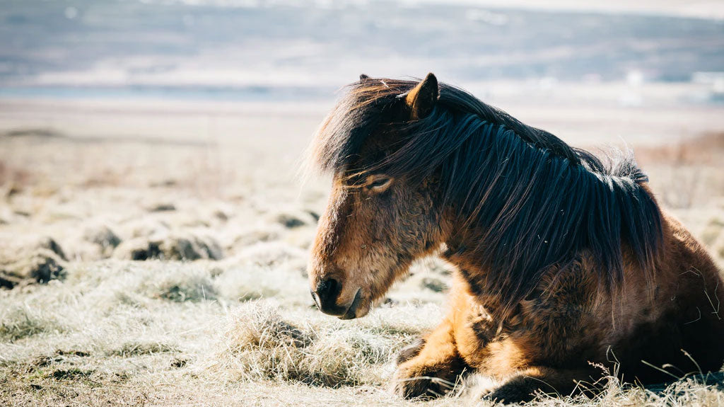 Corolla Wild Horse Tours Cost