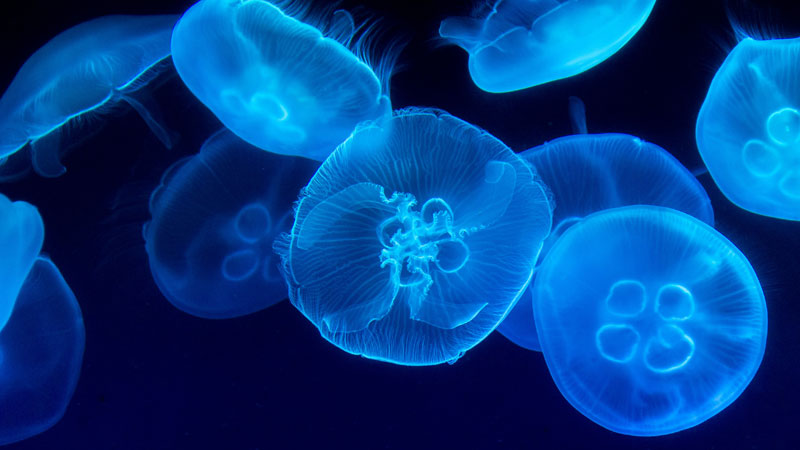 Ultimate Guide to Jellyfish Outer Banks NC