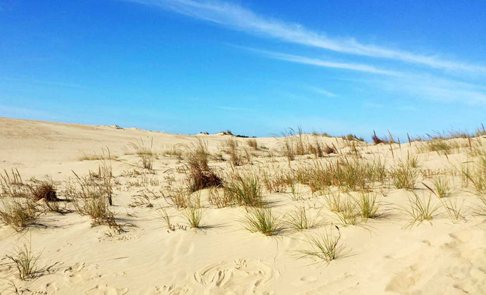 The Ultimate Guide to Jockey's Ridge State Park