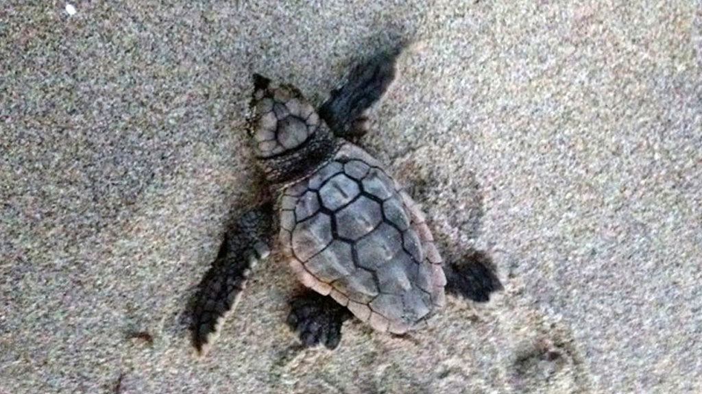 Watching Sea Turtles at Pea Island National Wildlife Refuge