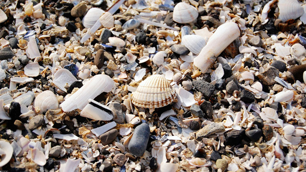 Outer Banks Beachcombers Guide To Finding Sea Shells