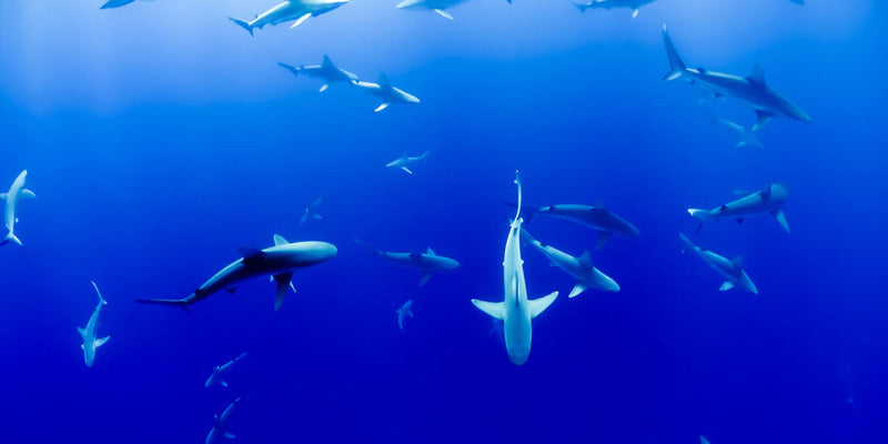 The Deadly Outer Banks Labor Day Shark Attack