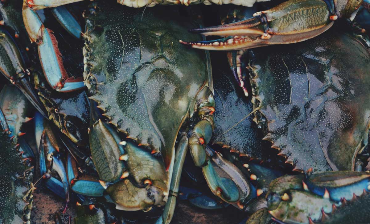 20 Amazing Soft-Shell Crab Facts That Will Change How You See Seafood Forever