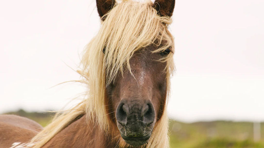 How to See the Corolla, NC Wild Horses (For Free & For A Fee)